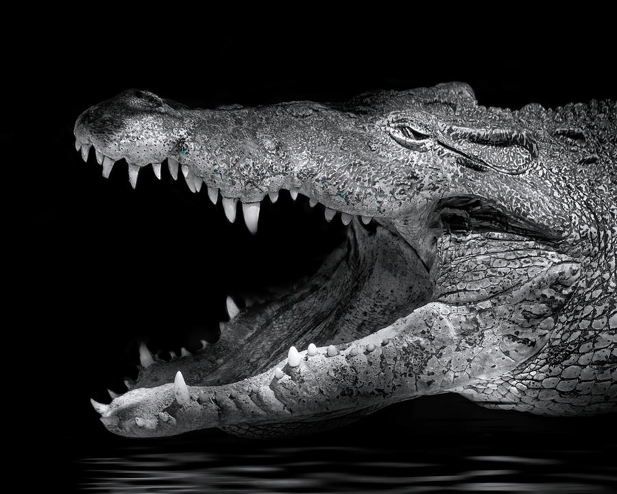 Cuban Crocodile Photograph by Mark Andrew Thomas