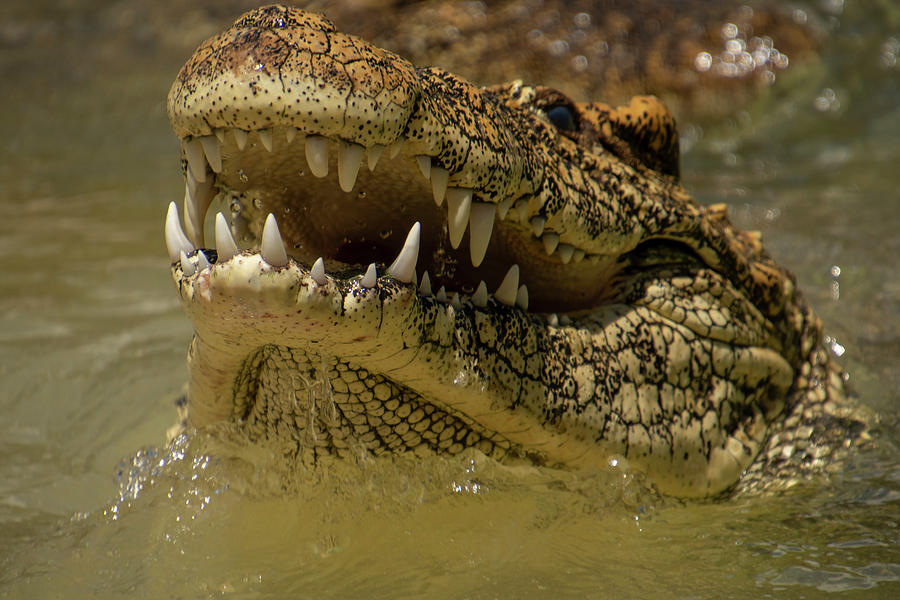 Cuban Crocodile Smile Photograph by Carolyn Hutchins