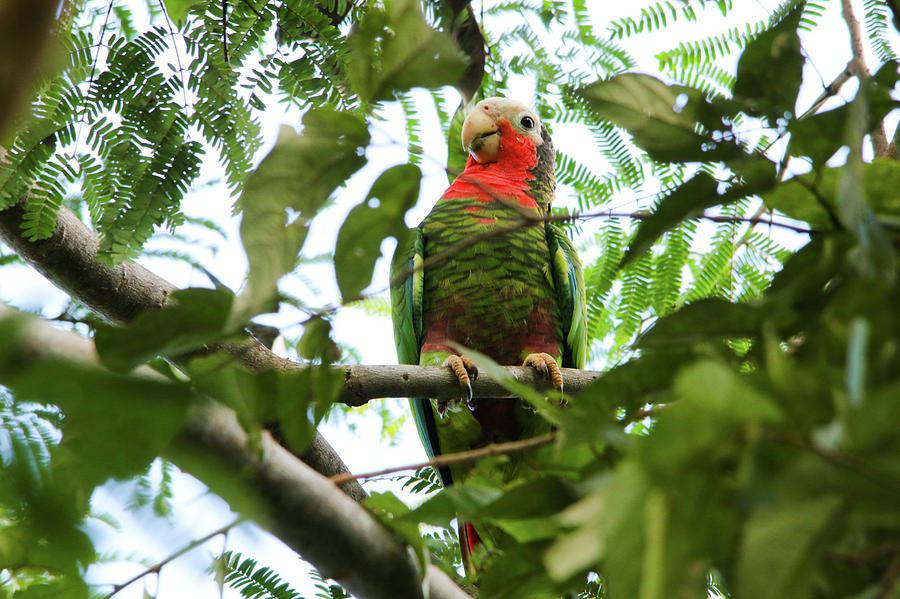 Cuban Parrot Closeup Photograph By Susan Matson - Fine Art America