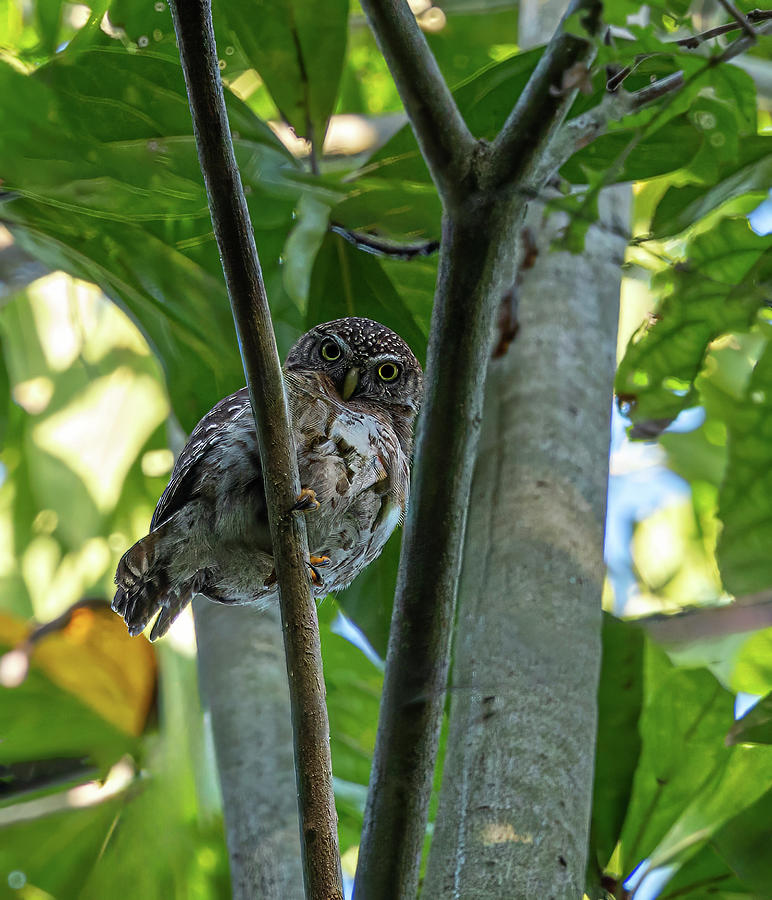 Cuban Pygmy owl Photograph by Roni Chastain