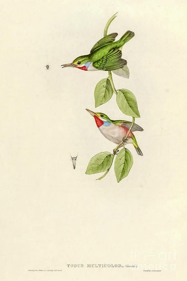 Cuban tody Todus multicolor a2 Drawing by Historic Illustrations