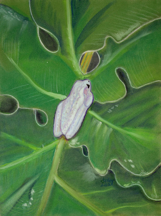 Cuban Tree Frog Painting by Dorothy Riley