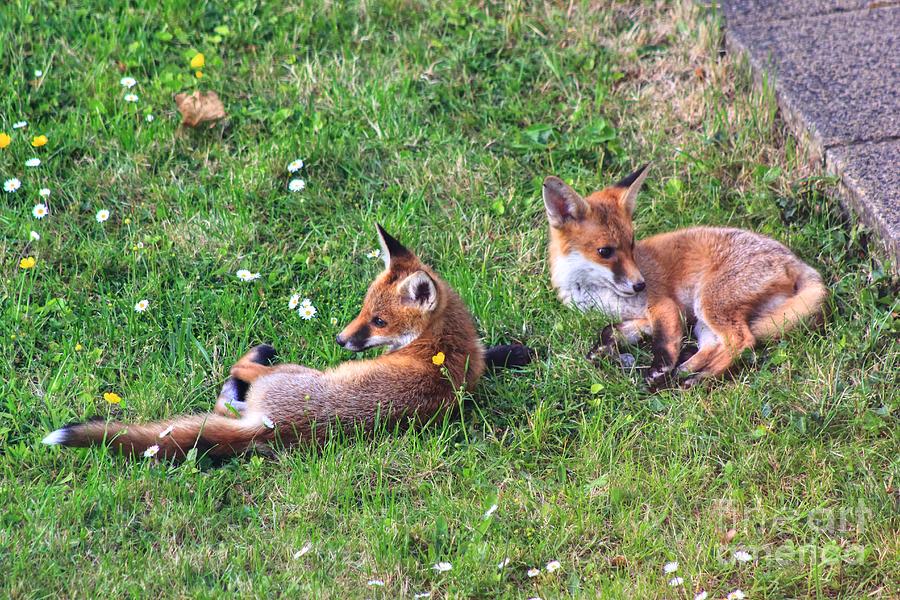 Cubs Chilling Out Photograph