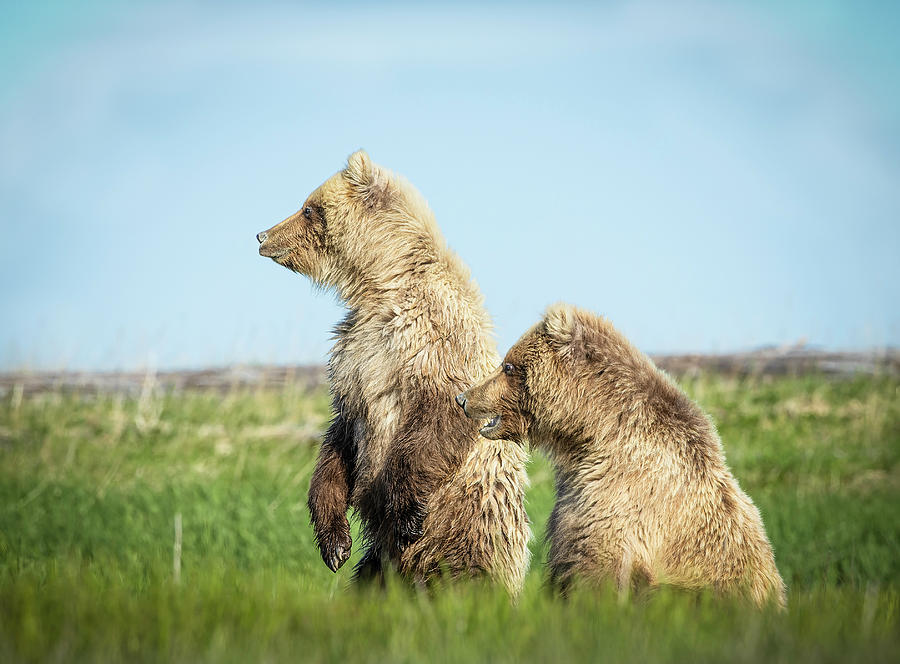 Cubs on the Alert Photograph by Fran Gallogly