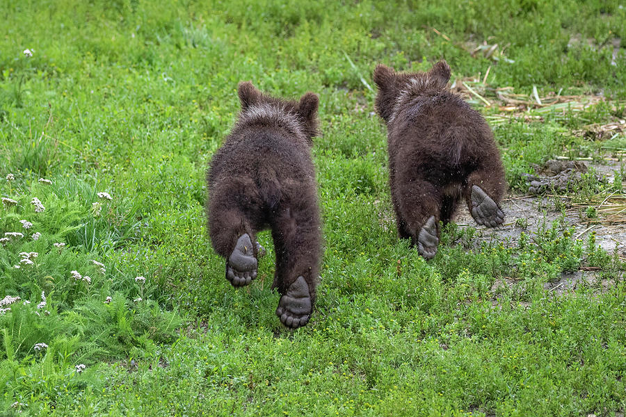 Cubs on the Run Photograph by Randy Robbins
