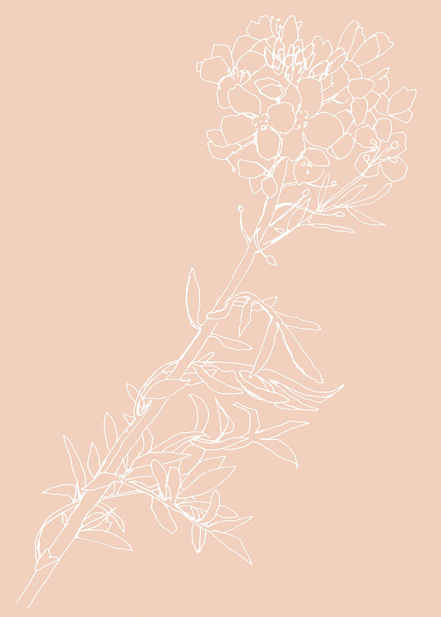 0062-Cuckoo-flower Blush Drawing by Anke Classen