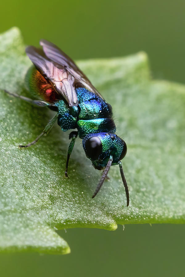 Cuckoo wasp  Photograph by Mircea Costina Photography