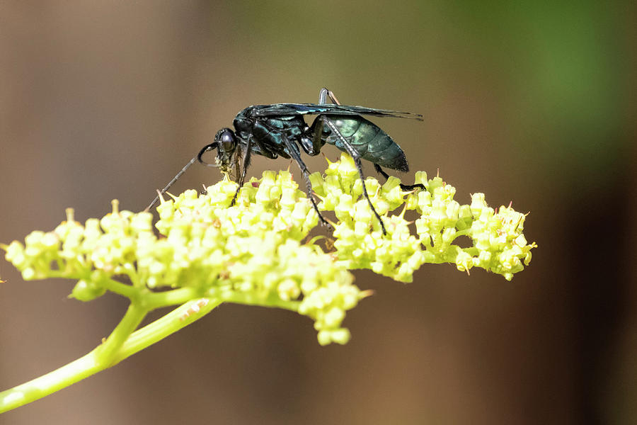 Cuckoo Wasp on a Yellow Plant, No. 1 Photograph by Belinda Greb