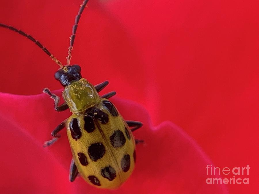 Cucumber Beetle 2 Photograph by Catherine Wilson