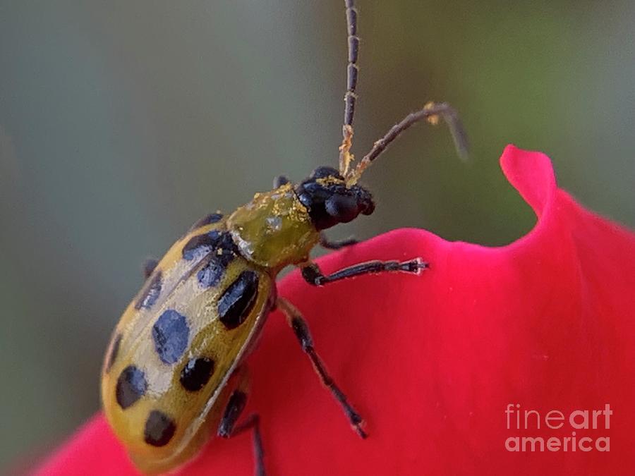Cucumber Beetle Photograph by Catherine Wilson