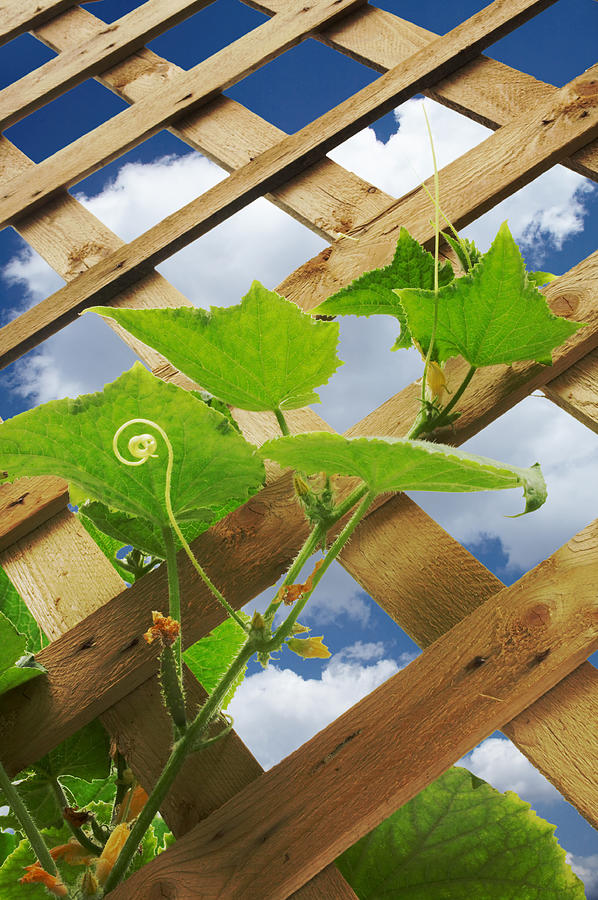 Cucumber Plant Photograph by Tacojim Cucumber Plant Photograph by Tacojim