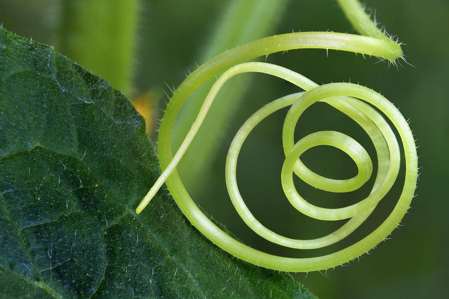Cucumber Tendrils Photograph by Michael Russell