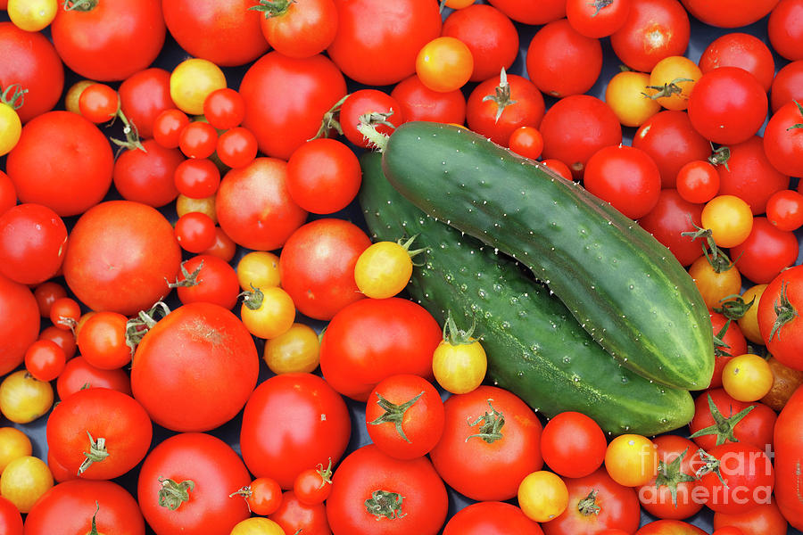 Cucumbers and Tomatoes Photograph by Clare Gainey Fine Art America
