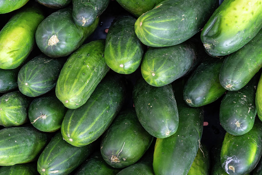 Cucumbers Photograph by Bradford Martin