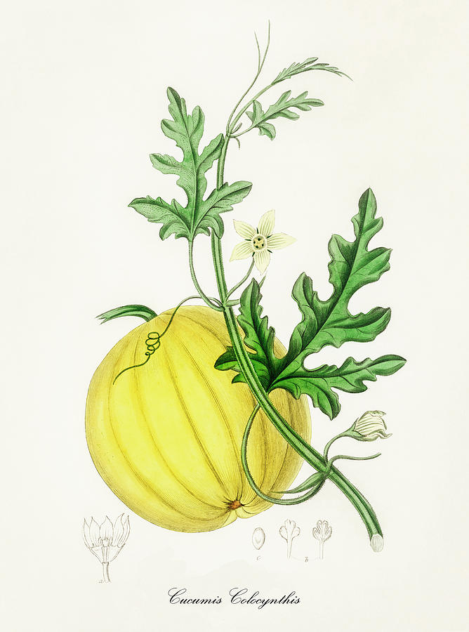 Nature Digital Art - Cucumis Colocynthis - Bitter Apple - Medical Botany - Vintage Botanical Illustration  by Studio Grafiikka