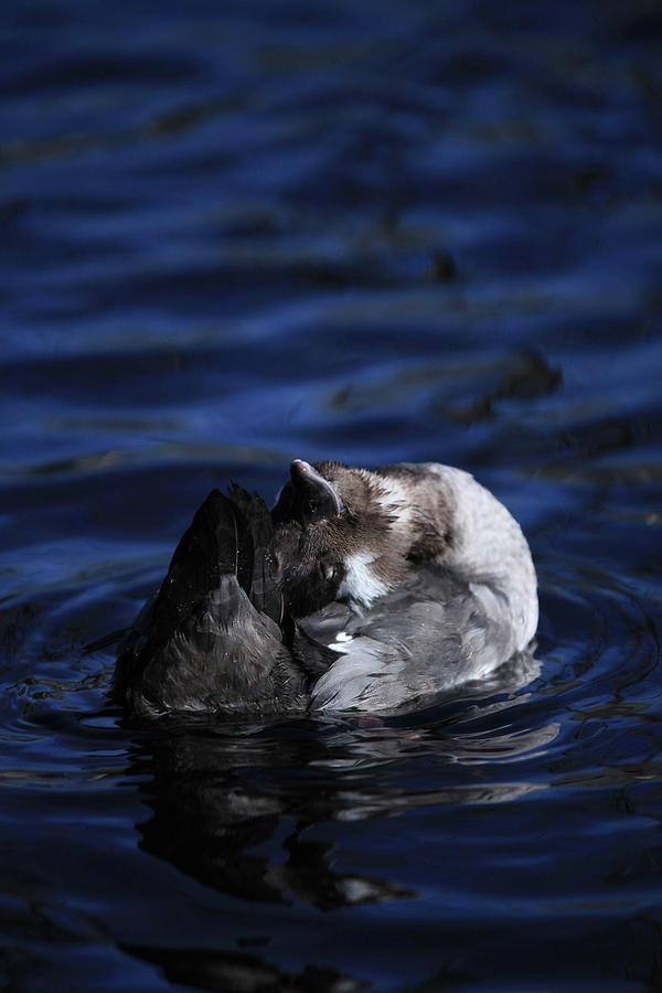 Duck Photograph - Cudderly Duck by Karol Livote