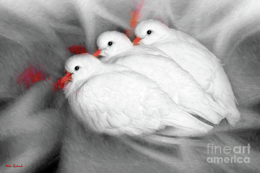 Cudding Three Doves  Photograph by Blake Richards
