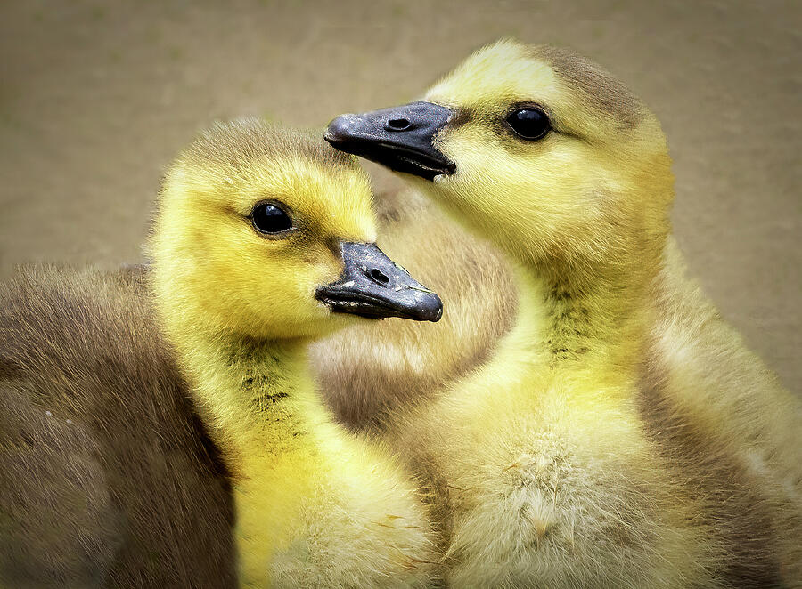 Cuddle Photograph by Art Cole - Fine Art America