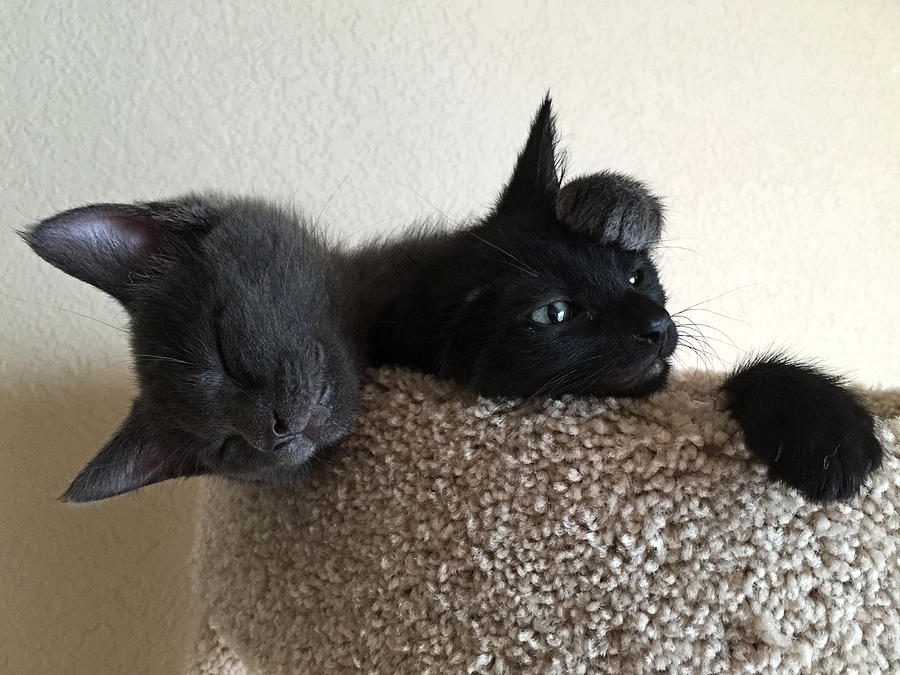 Cuddle Cat Siblings Photograph