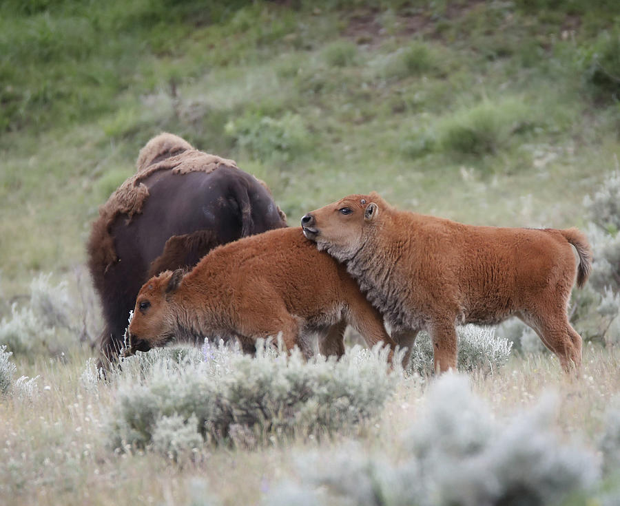 Cuddling Newborn Bison Photograph by Dan Sproul