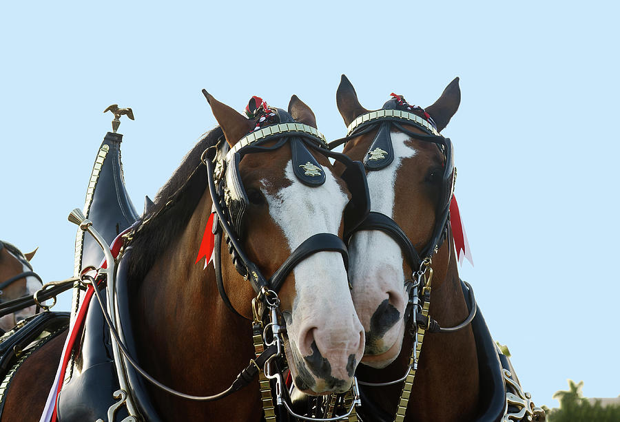 Cuddly Clydesdales Photograph by Sally Weigand