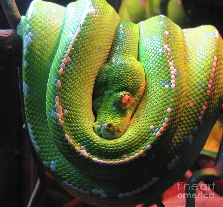 Cuddly Python Photograph by Elena Pratt