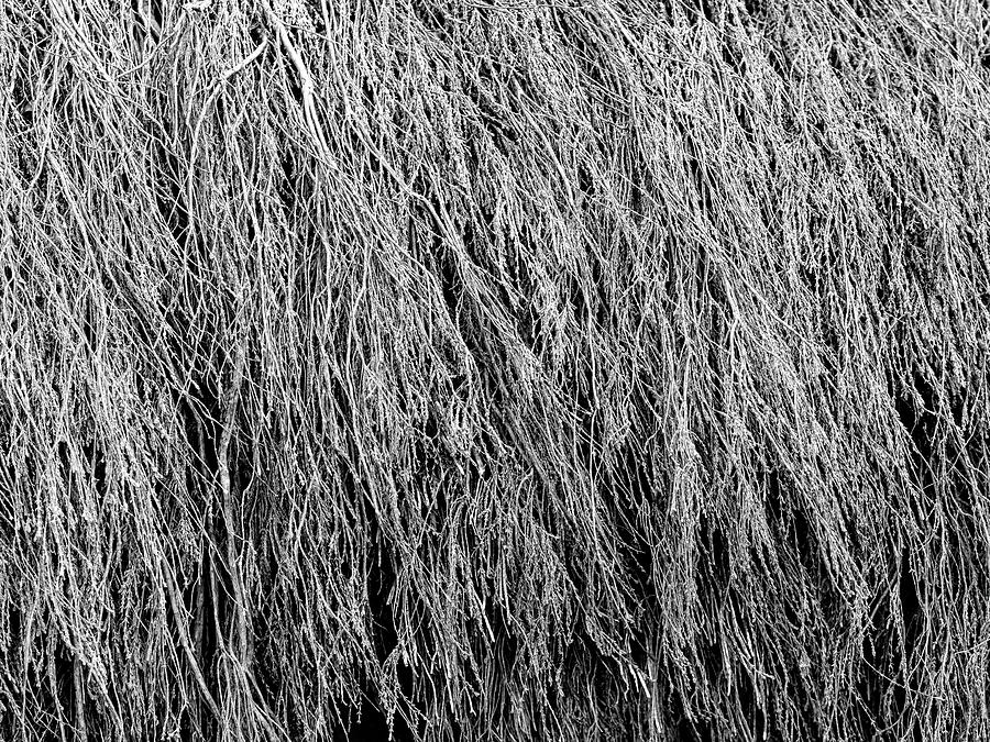 Culloden Heather Roof Photograph by Hakon Soreide - Fine Art America