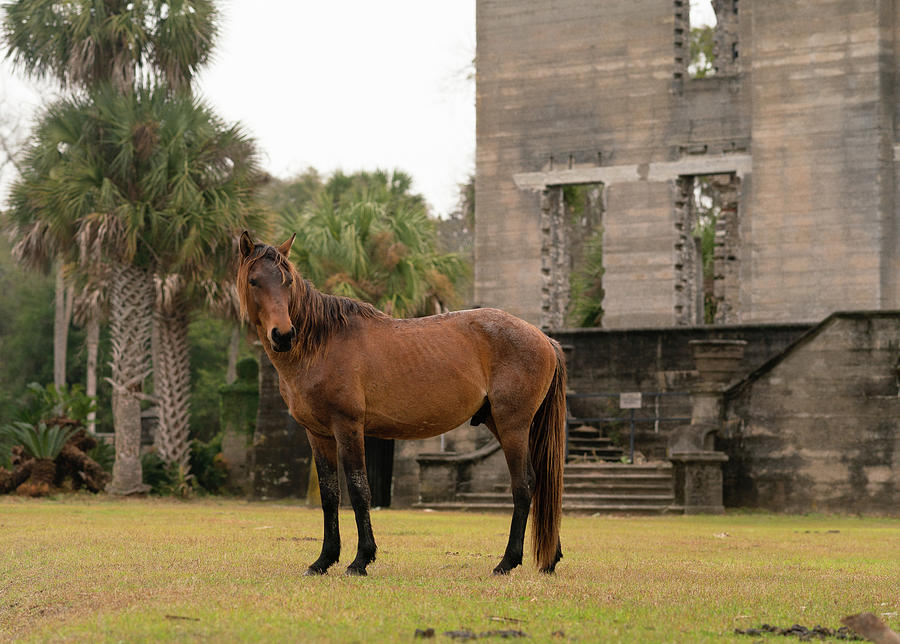 Cumberland Dungeness Horse Photograph By Kenny Nobles Fine Art America