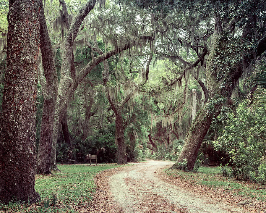 Tree Photograph - Cumberland Island Georgia by Magda Bognar