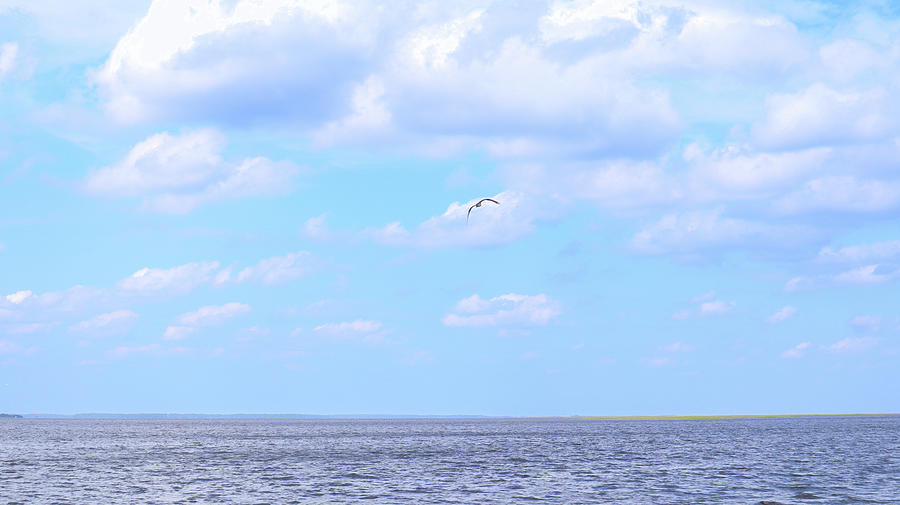 Cumberland Island Ocean Glide Photograph by Ed Williams