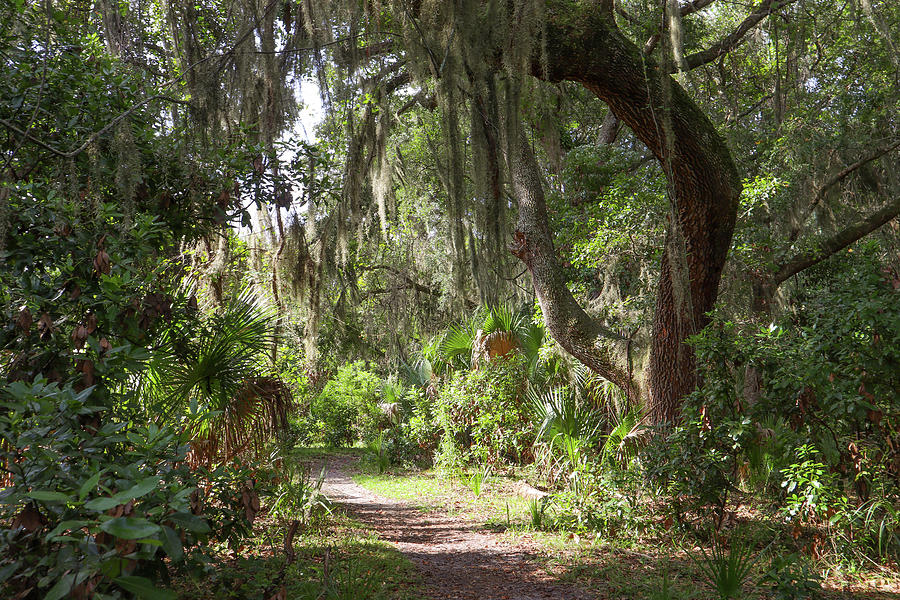 Cumberland Island Trail Look Photograph by Ed Williams
