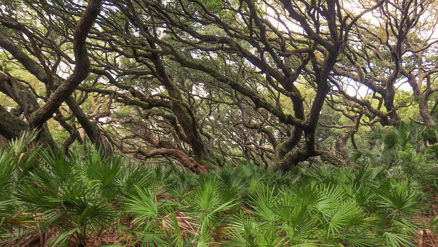 Cumberland Island Tree Neurons Photograph by Ed Williams