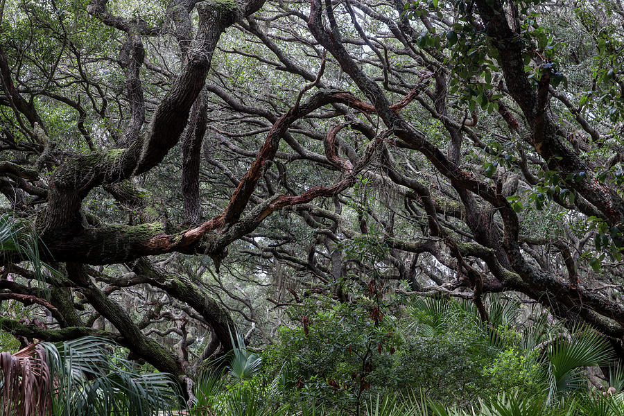 Cumberland Island Tree Tangles Photograph by Ed Williams