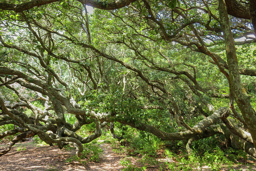 Cumberland Island Tree Twists Photograph by Ed Williams