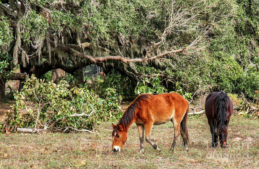 Cumberland Island Wild Horses Photograph by Scott Moore