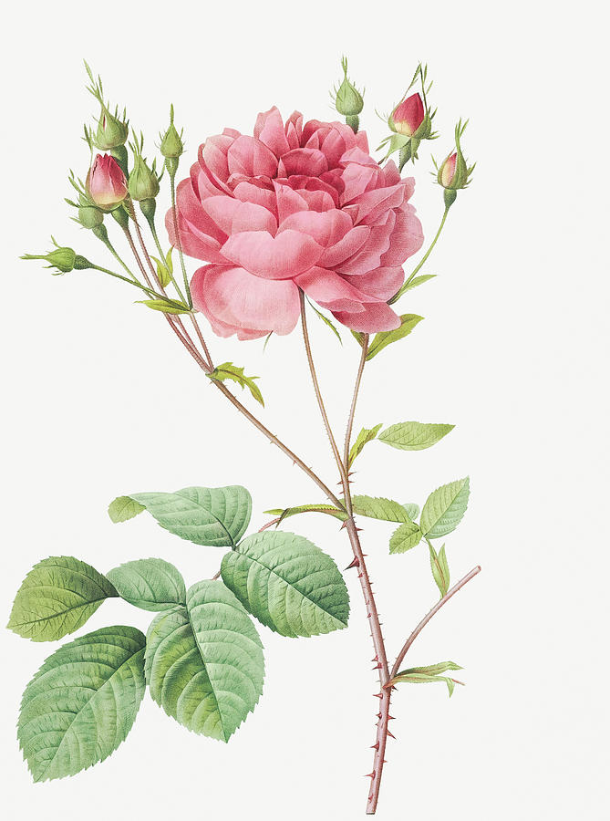 Pierre Joseph Redoute Painting - Cumberland Rose, Rosa Centifolia Anglica Rubra by Pierre Joseph Redoute