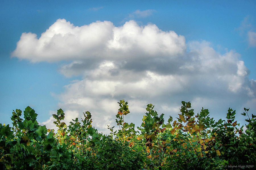 Cumulus And Sycamores, Bryantown, Maryland, 2007 Photograph