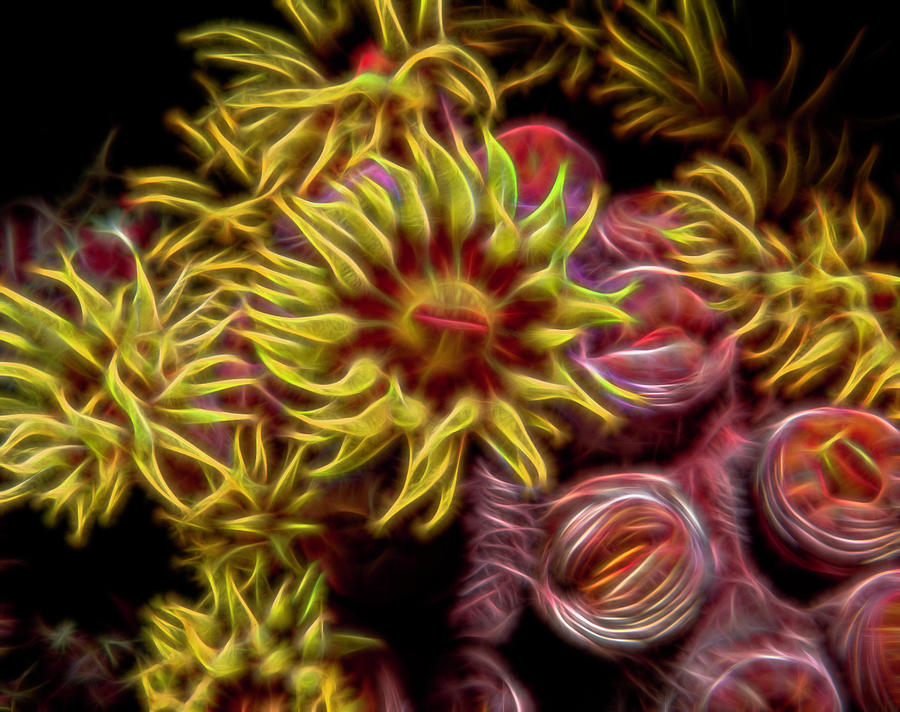 Cup Corals Fractalized Digital Art by Gary Hughes