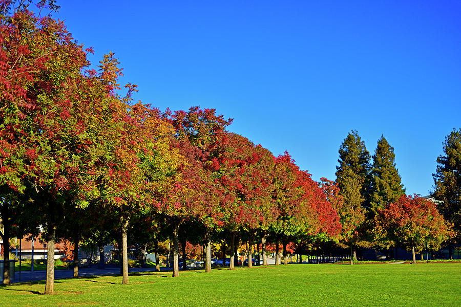 Cupertino Fall Foliage 2020 Photograph by Amazing Action Photography