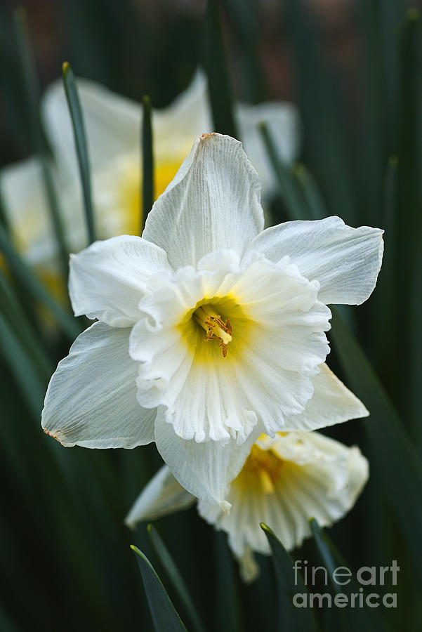 Flower Photograph - Cupped Daffodils by Joy Watson
