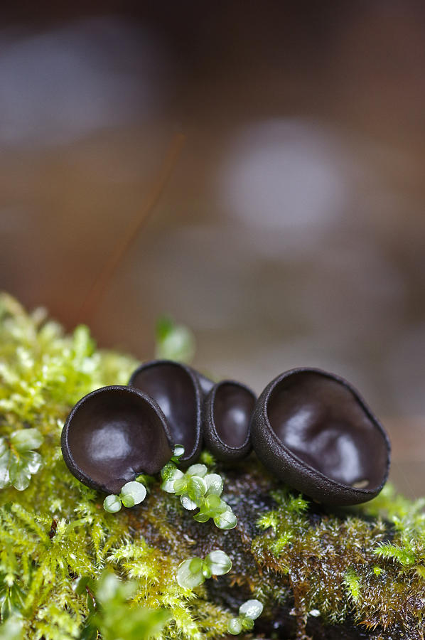 Cupped mushrooms on moss Photograph by Sherri Damlo, Damlo Shots, Damlo Does, LLC