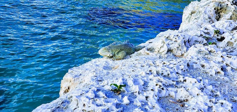 Curacao Iguana  Photograph by Elena Pratt