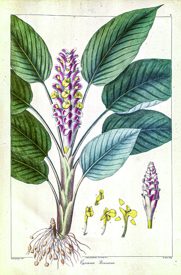 Nature Drawing - Curcuma roscoeana jewel of Burma r1 by Botany