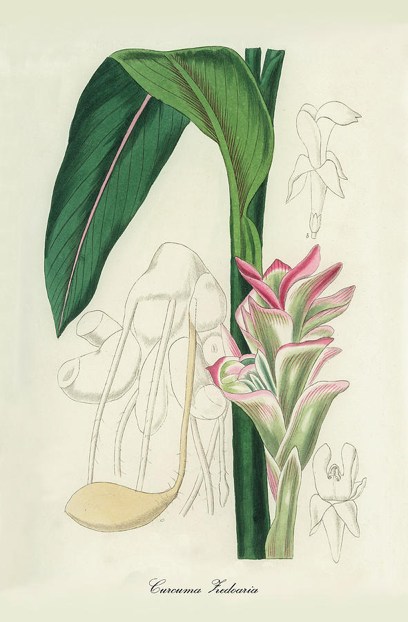 Curcuma Zedoaria - White Turmeric - Medical Botany - Vintage Botanical ...