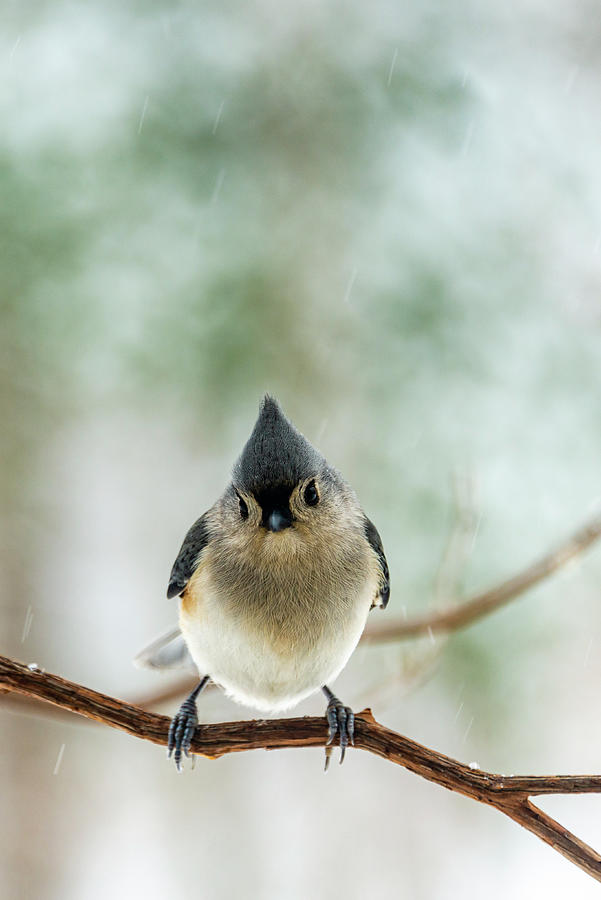 Cute Tufted Titmouse Photograph by Oscar Gutierrez - Pixels