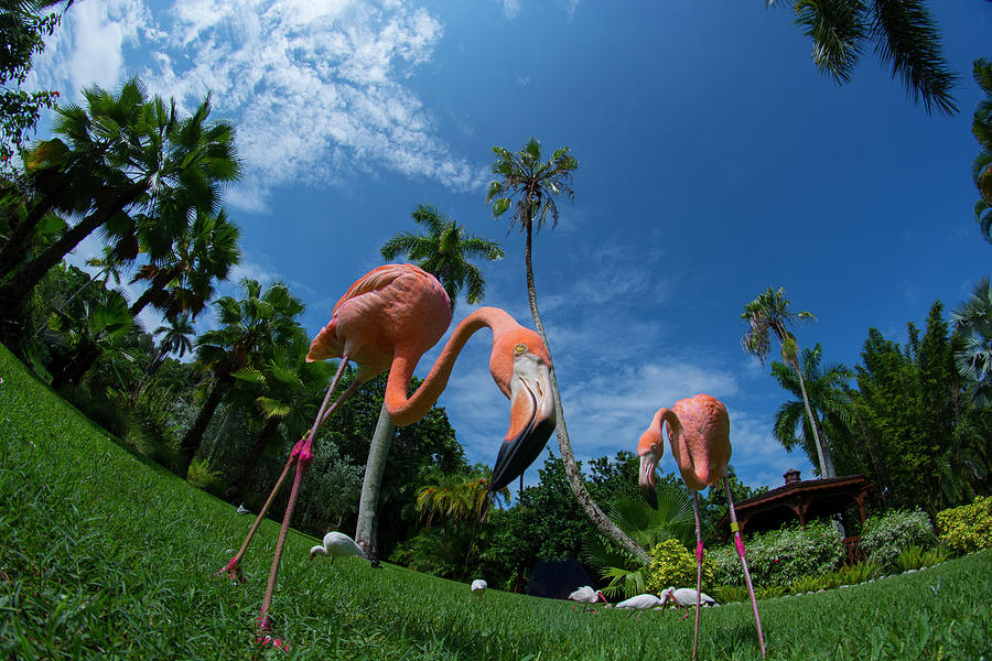 Curios Flamingo Photograph by Carolyn Hutchins
