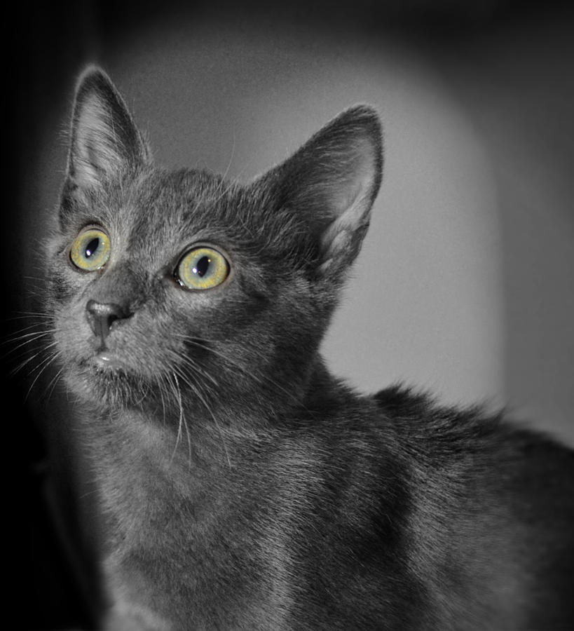 Curiosity Cat Photograph