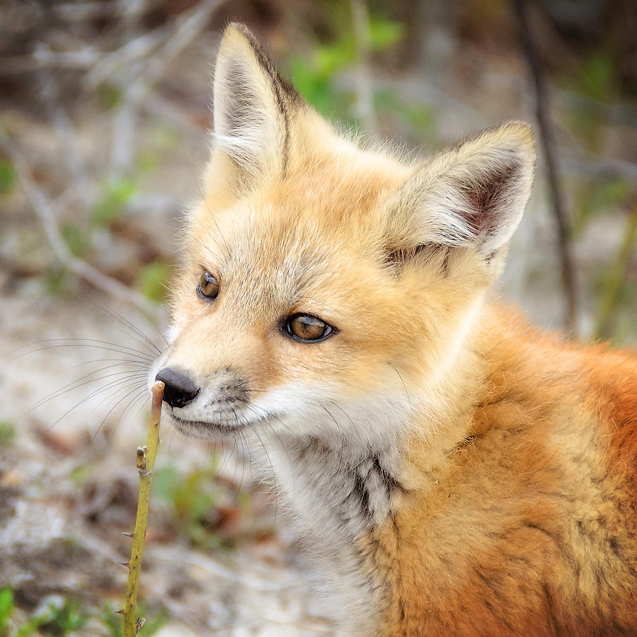 Curiosity of a Young Fox Kit Photograph by Vicki Jauron, Babylon and Beyond Photography