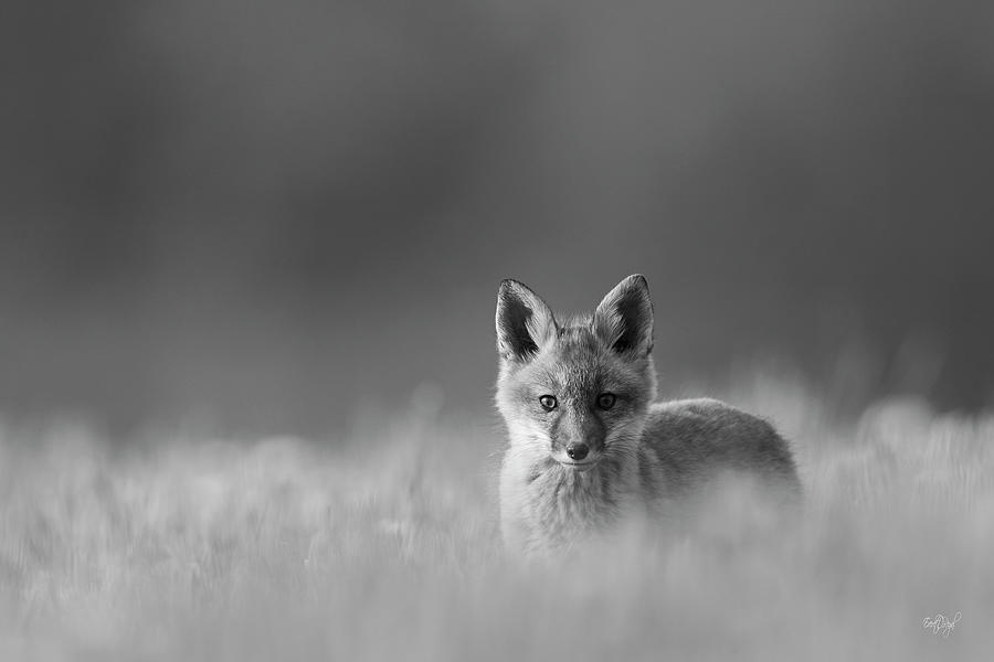 Curiosity of the Fox Photograph by Everet Regal