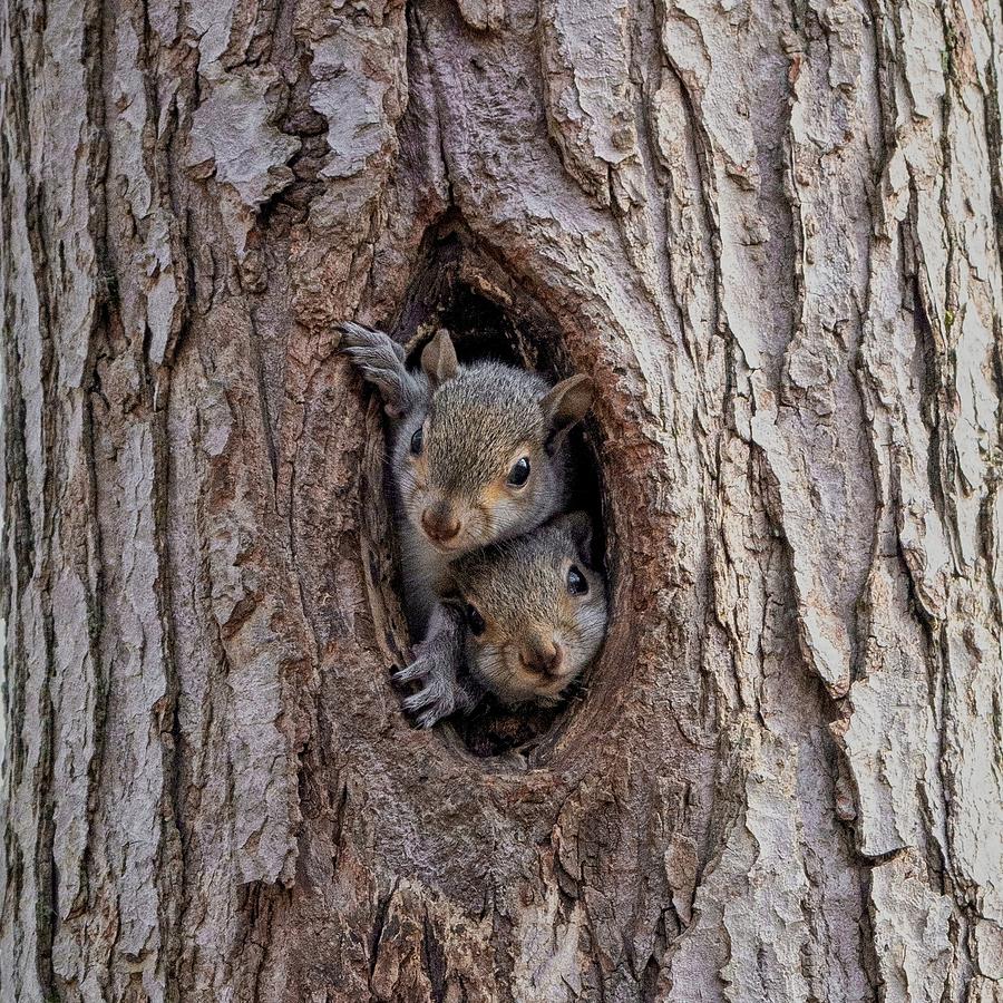 Curiosity.    Two Little Squirrels Photograph
